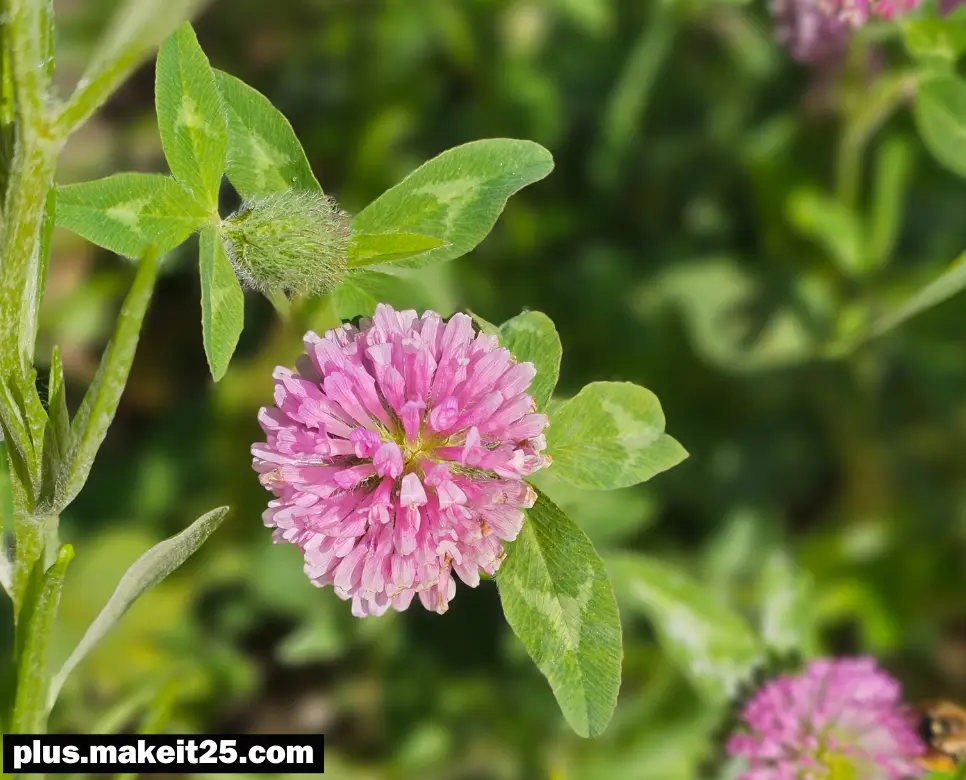 천우신조 뜻 | 청렴결백 뜻 | 호언장담 뜻