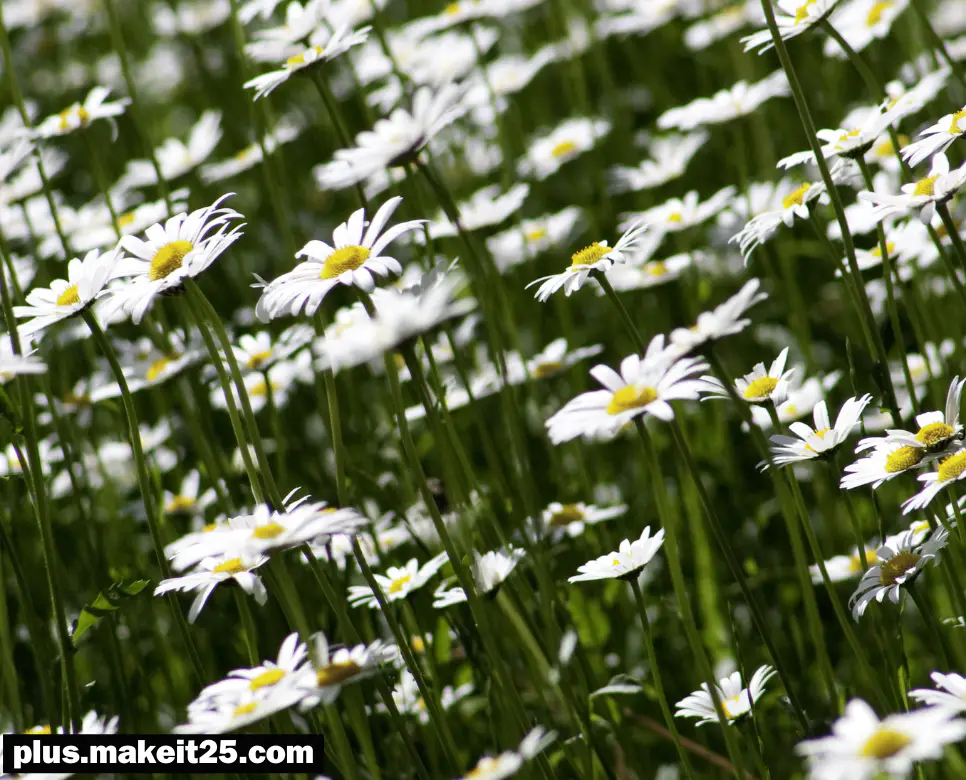 권불십년 뜻 | 계륵 뜻 | 금과옥조 뜻