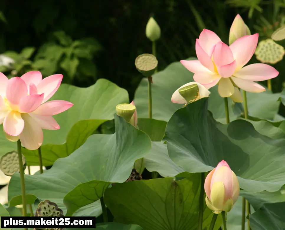 교학상장 뜻 | 구우일모 뜻 | 기우제 뜻