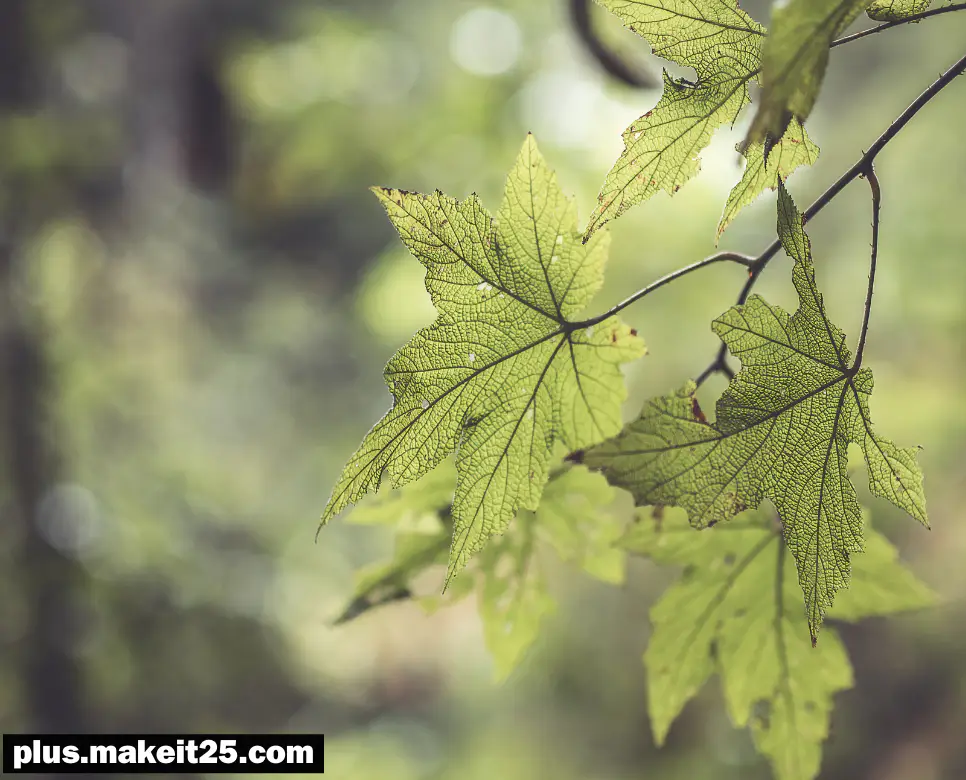 무혈입성 뜻 | 우여곡절 뜻 | 일가견 뜻