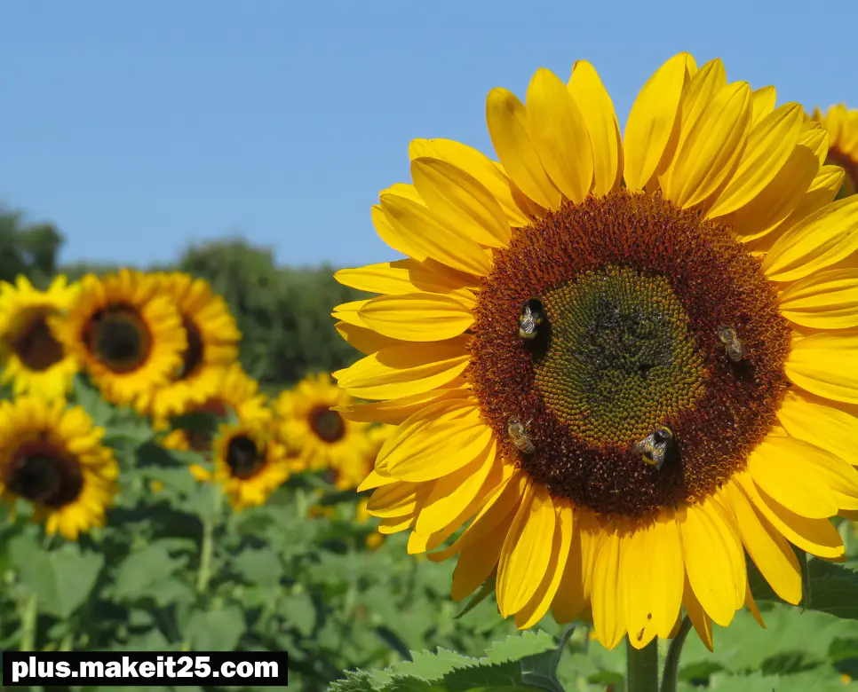 낙화유수 뜻 | 남녀노소 뜻 | 금시초문 뜻
