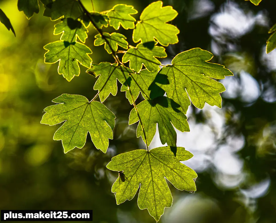 시시비비 뜻 | 실사구시 뜻 | 약육강식 뜻