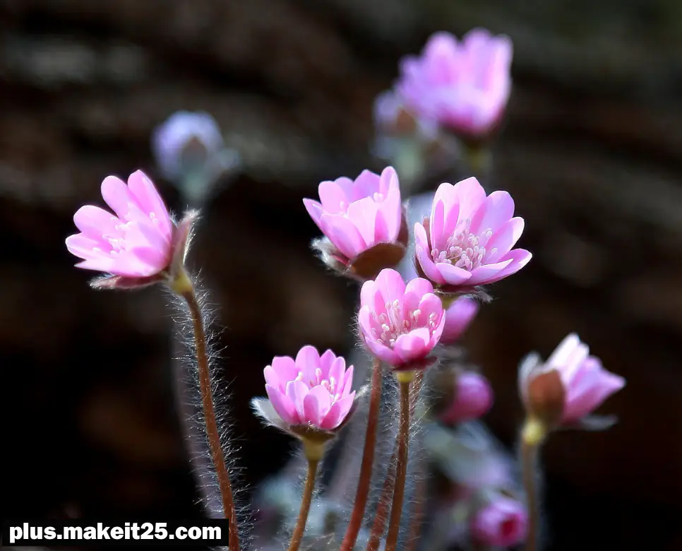 양두구육 뜻 | 간담상조 뜻 | 감탄고토 뜻