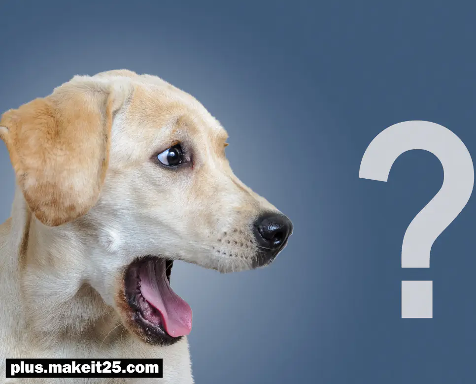 서프라이즈(Surprise)